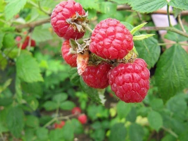 Himbeere (Knospe) — photo 2