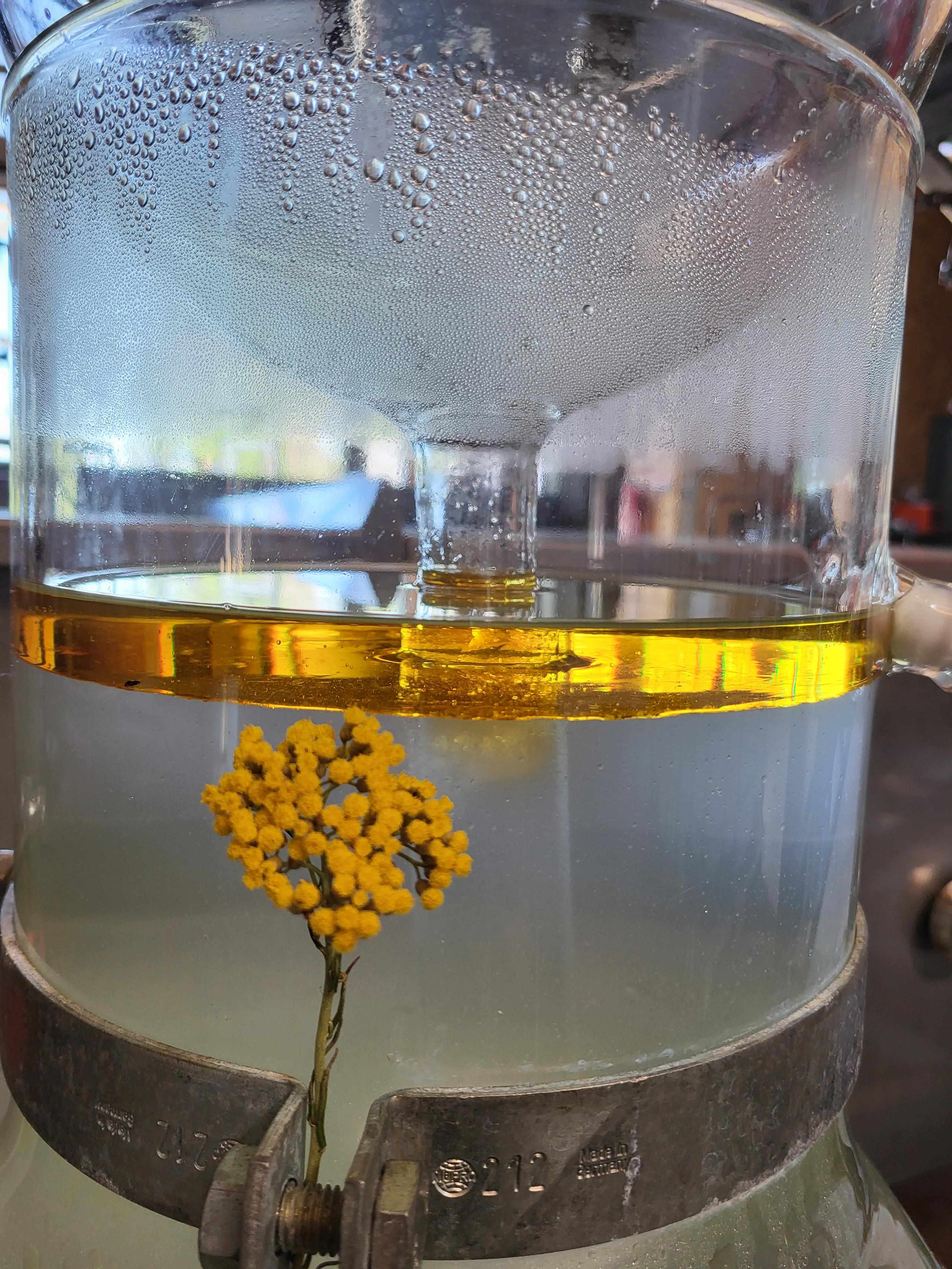 Die Destillation von Italienische Helichryse Immortelle
