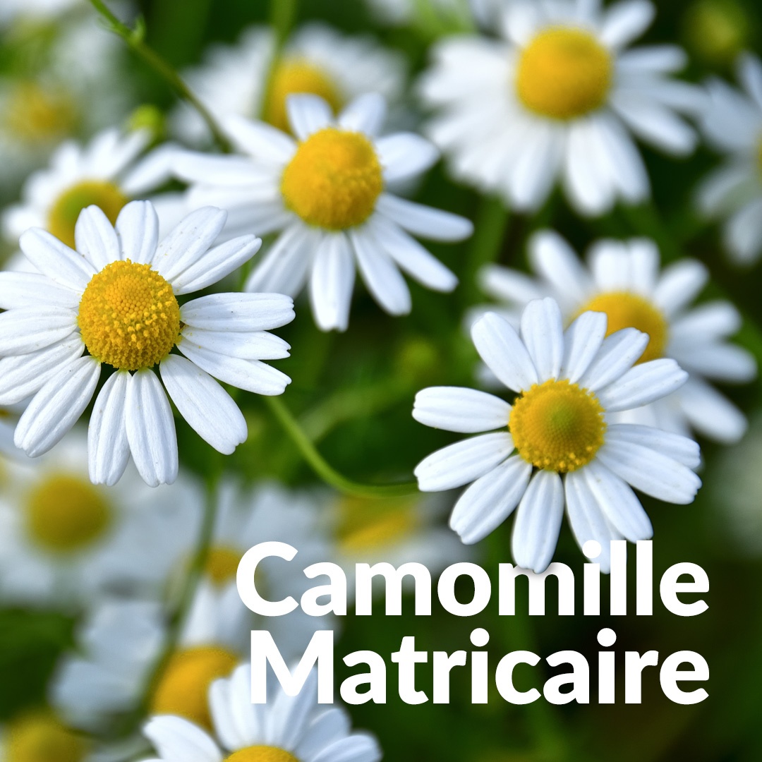 Matricaria Deutsche Kamille
