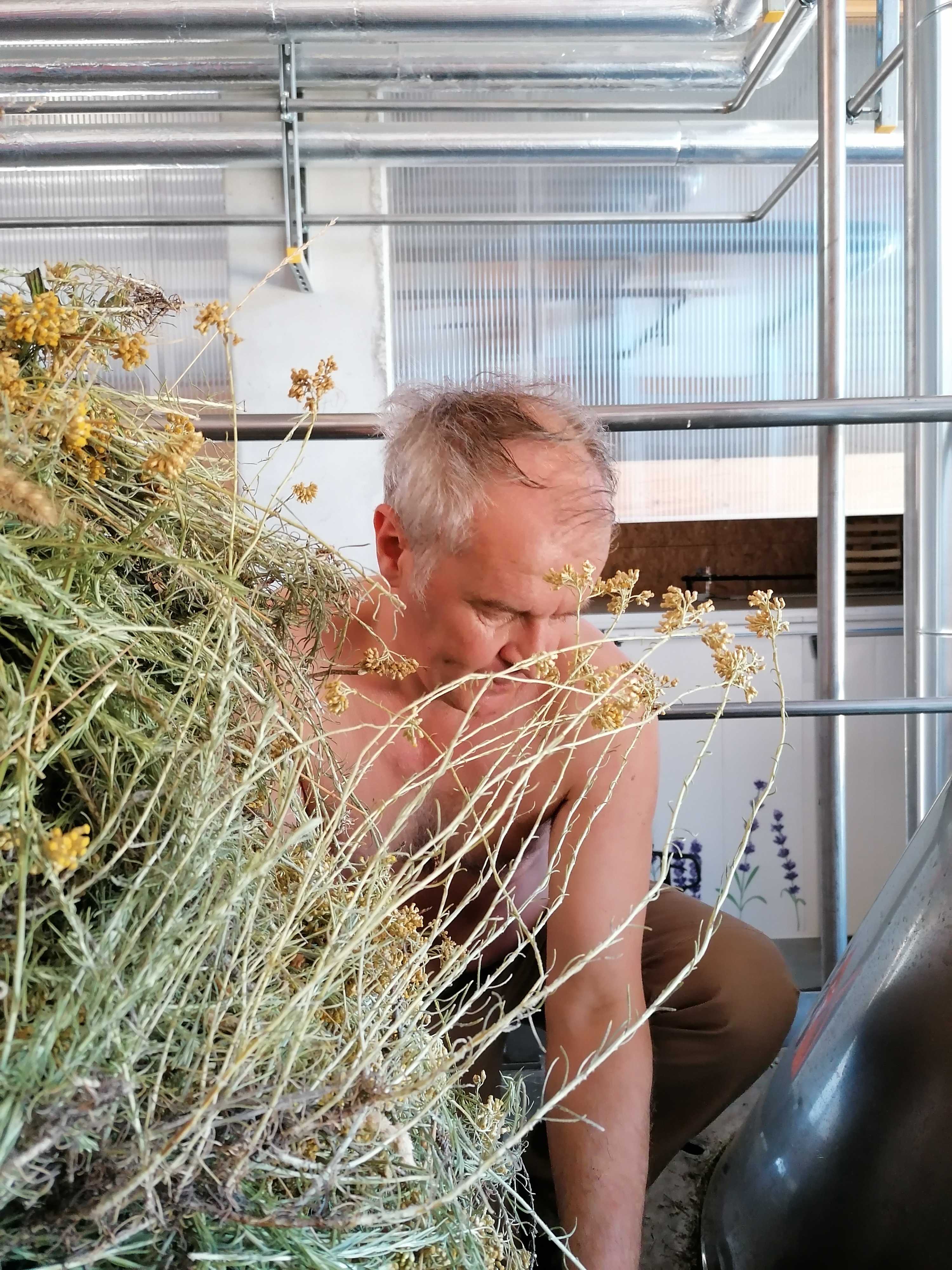 Die Destillation von Italienische Helichryse Immortelle