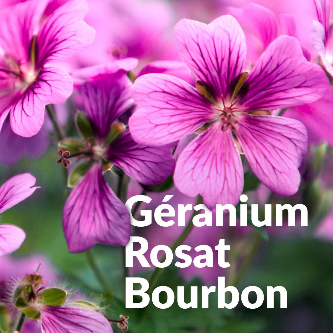 Geranium Typ Bourbon