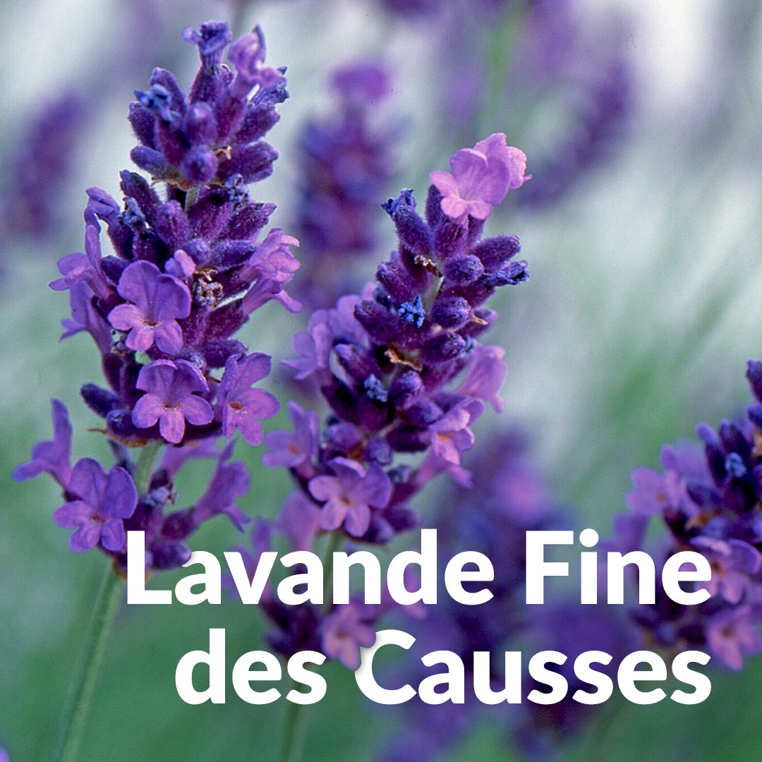 Feiner Lavendel der Causses
