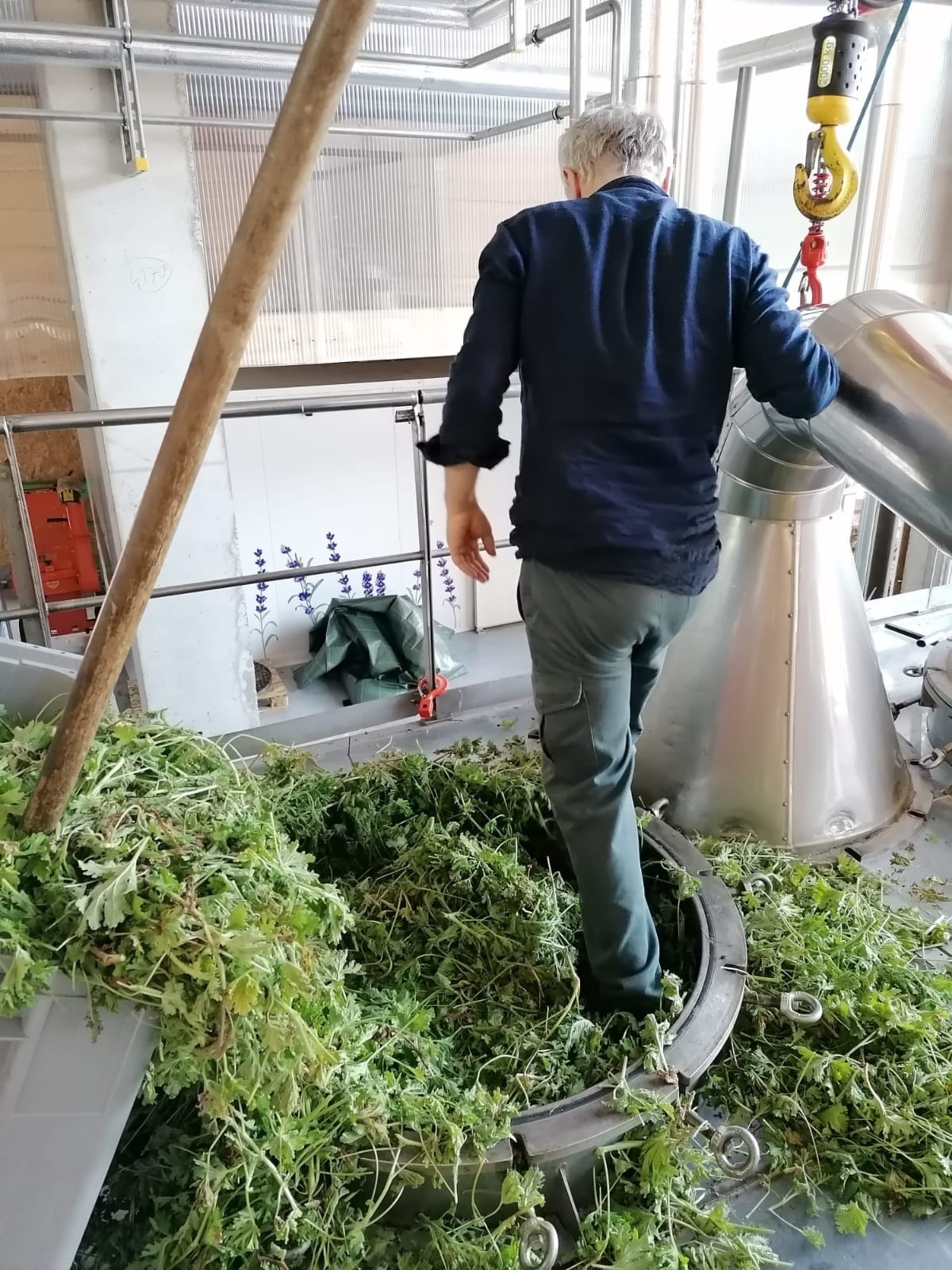 Decouvrez la distillation Hydrolat aus Geranium rosat bourbon 100% Bio und handwerklich hergestellt