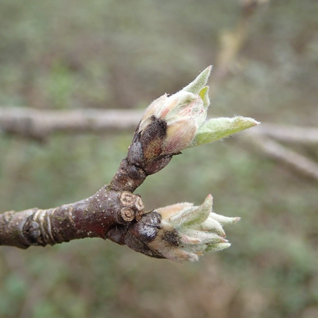 Apfelbaum (Knospe) — photo 2