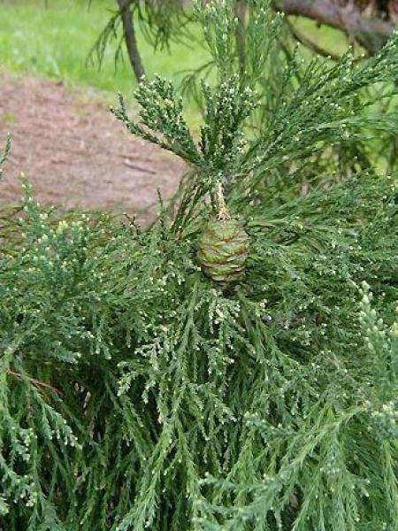Mammutbaum (Knospe) — photo 2