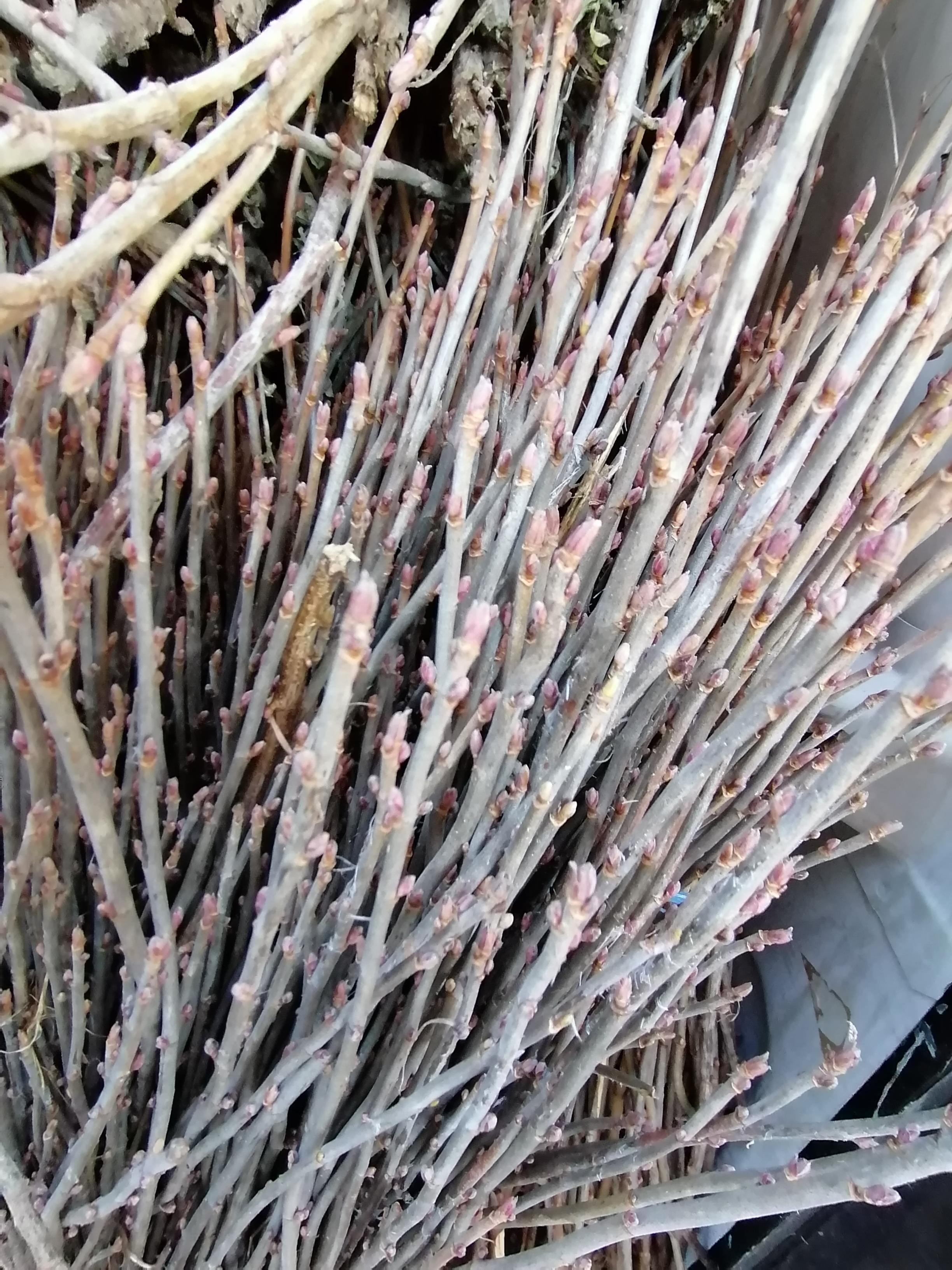 Decouvrez la distillation Ätherisches Öl aus Schwarzer Johannisbeere aus Burgund 100% Bio und handwerklich hergestellt