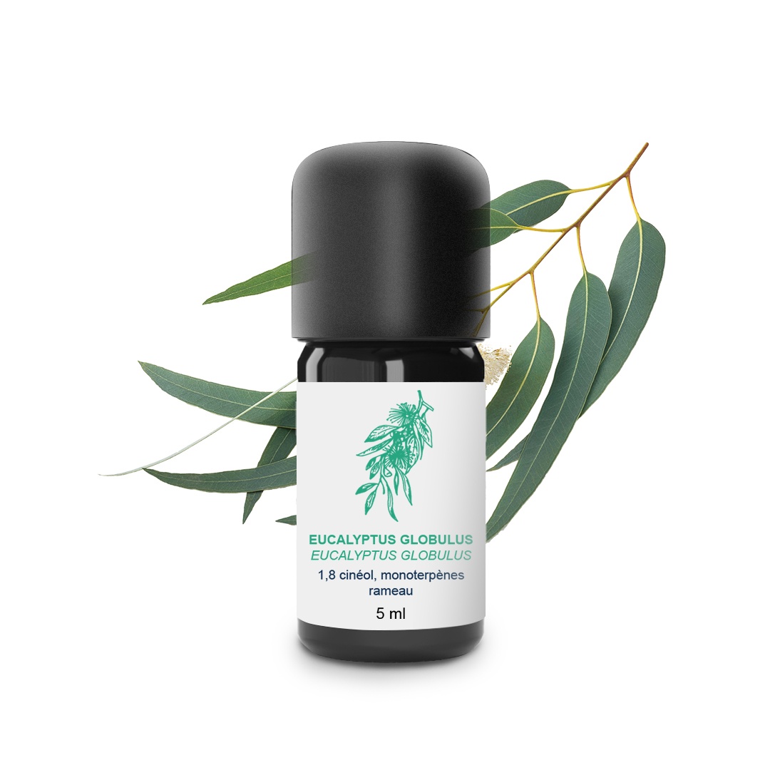 Ätherisches Öl aus Eucalyptus globulus 100% Bio und handwerklich hergestellt