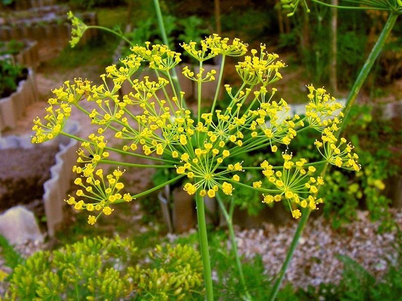 Dill aus Burgund — photo 2