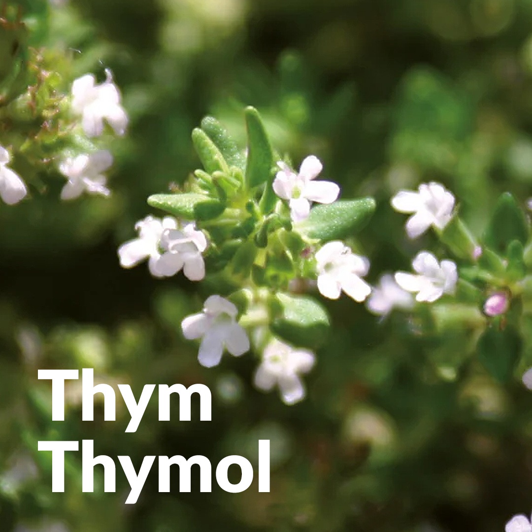 Thymol Thymol aus Lot