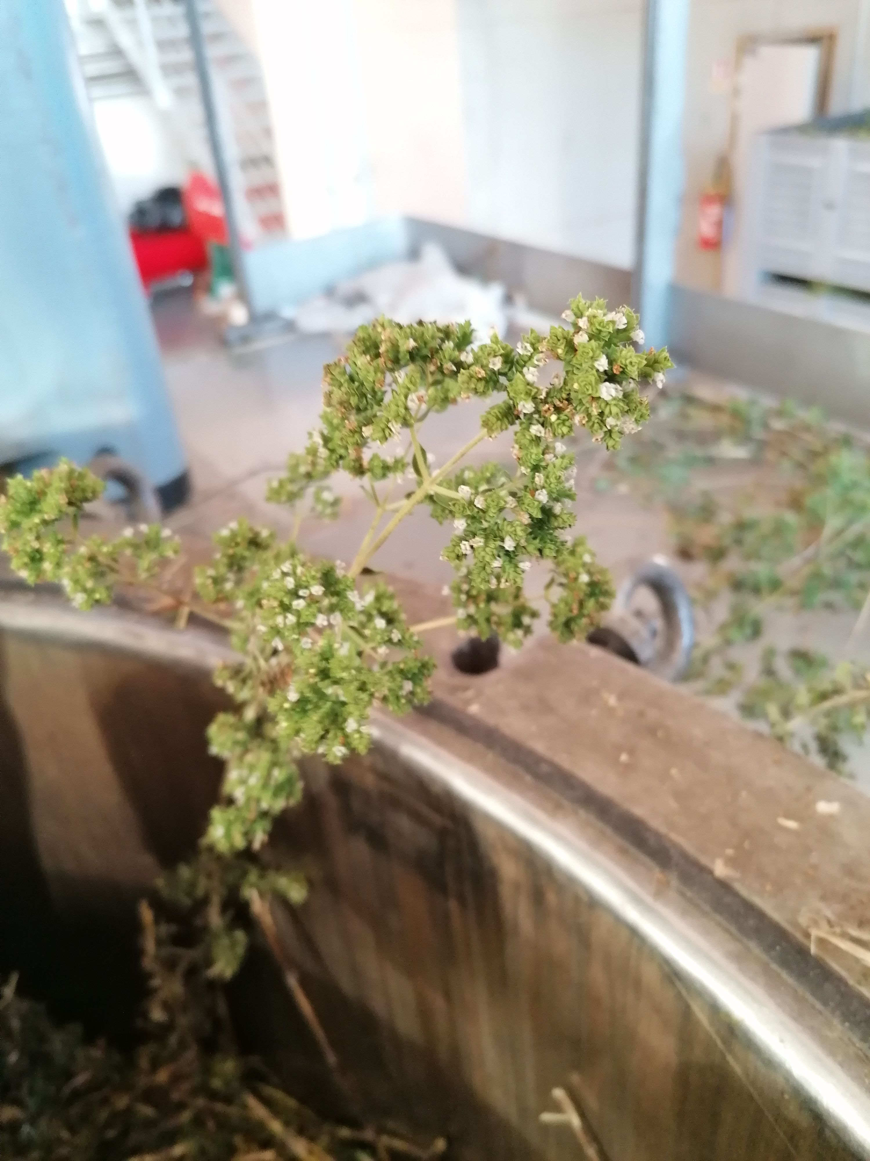 Die Destillation von Oregano