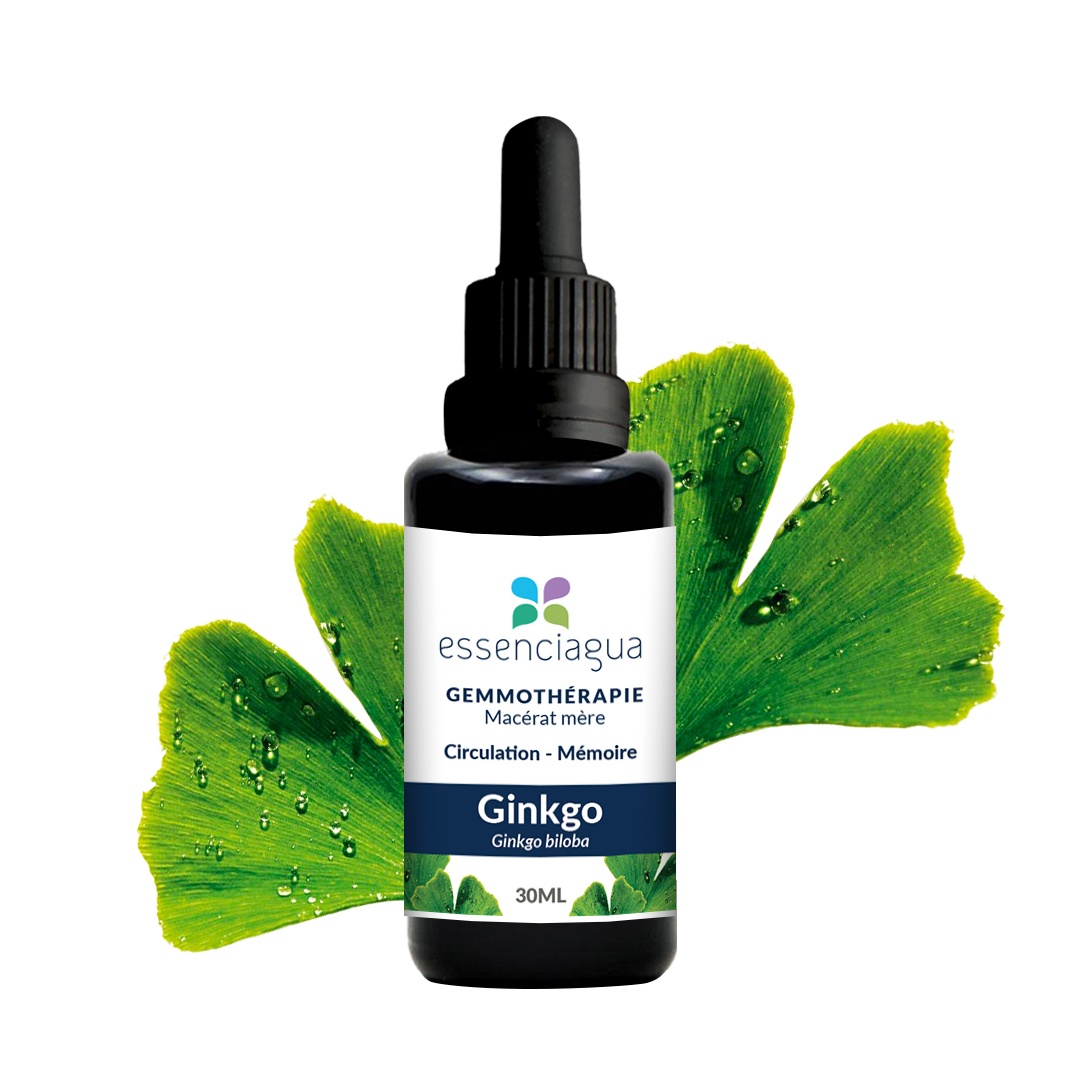 Bio Ginkgo Knospenmazerat 100% Bio und Handgemacht