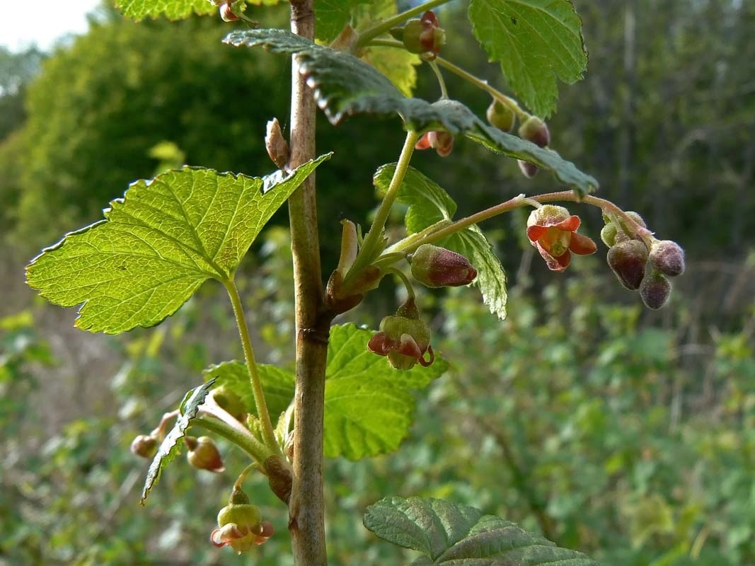 Schwarze Johannisbeere (Knospe) — photo 2