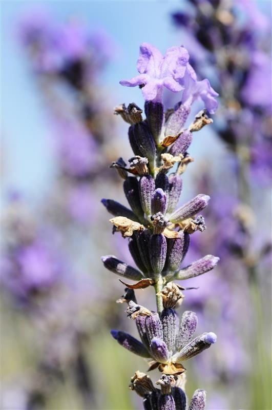 Feiner Lavendel der Causses — photo 2