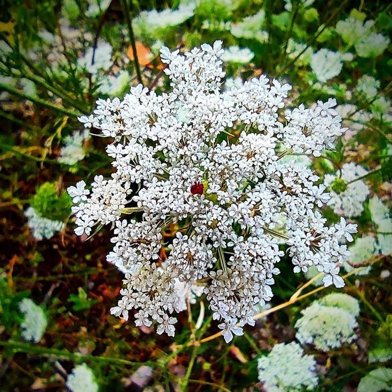 Wilde Karotte — photo 4