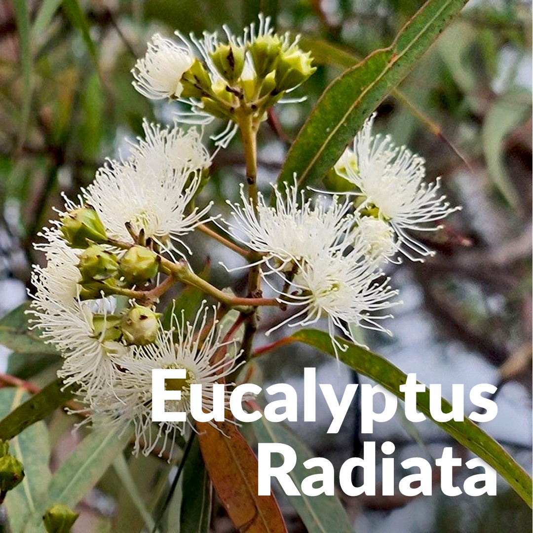 Eukalyptus radiata