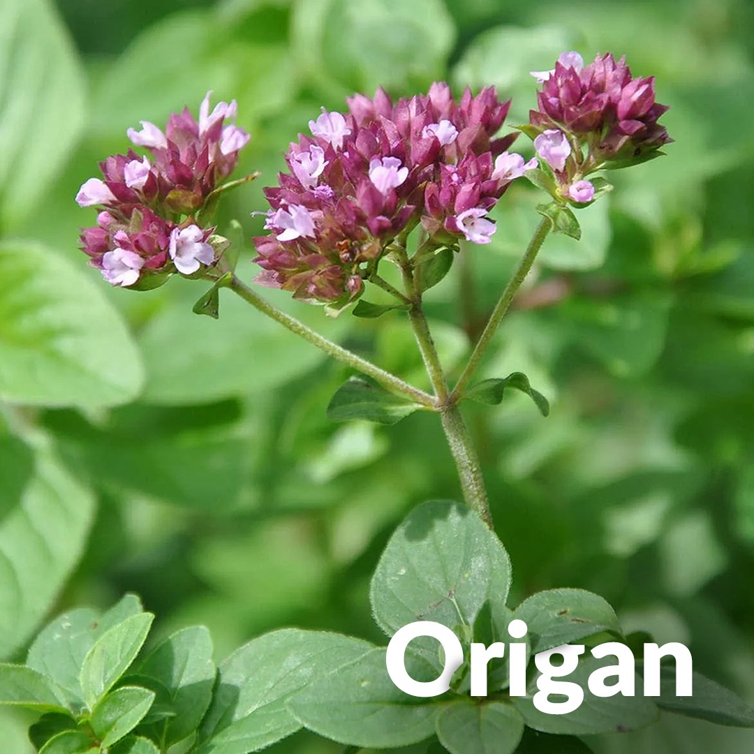 Oregano