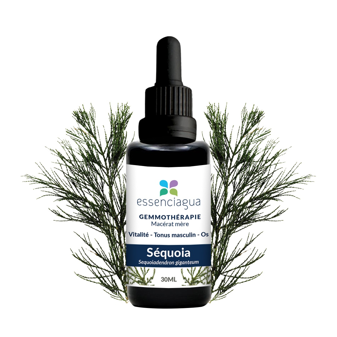 Bio Mammutbaum Knospenmazerat 100% Bio und Handgemacht
