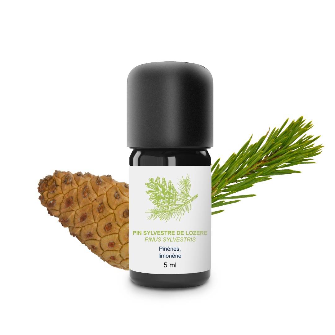 Ätherisches Waldkiefernöl 100% Bio und handwerklich hergestellt