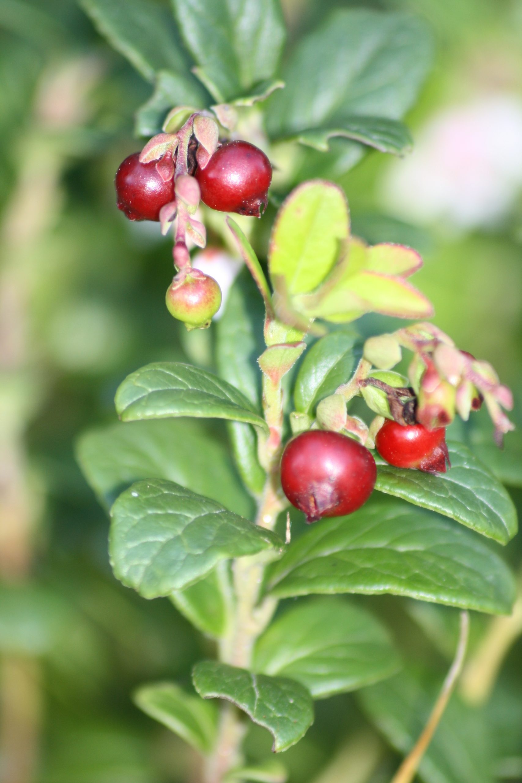 Preiselbeere (Knospe) — photo 3