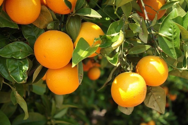 Süßes Orange — photo 2