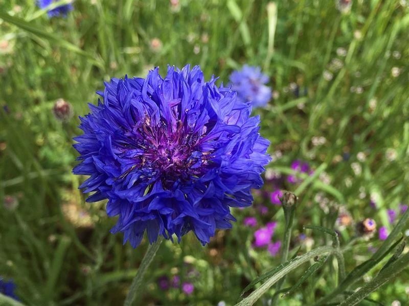 Kornblume — photo 3
