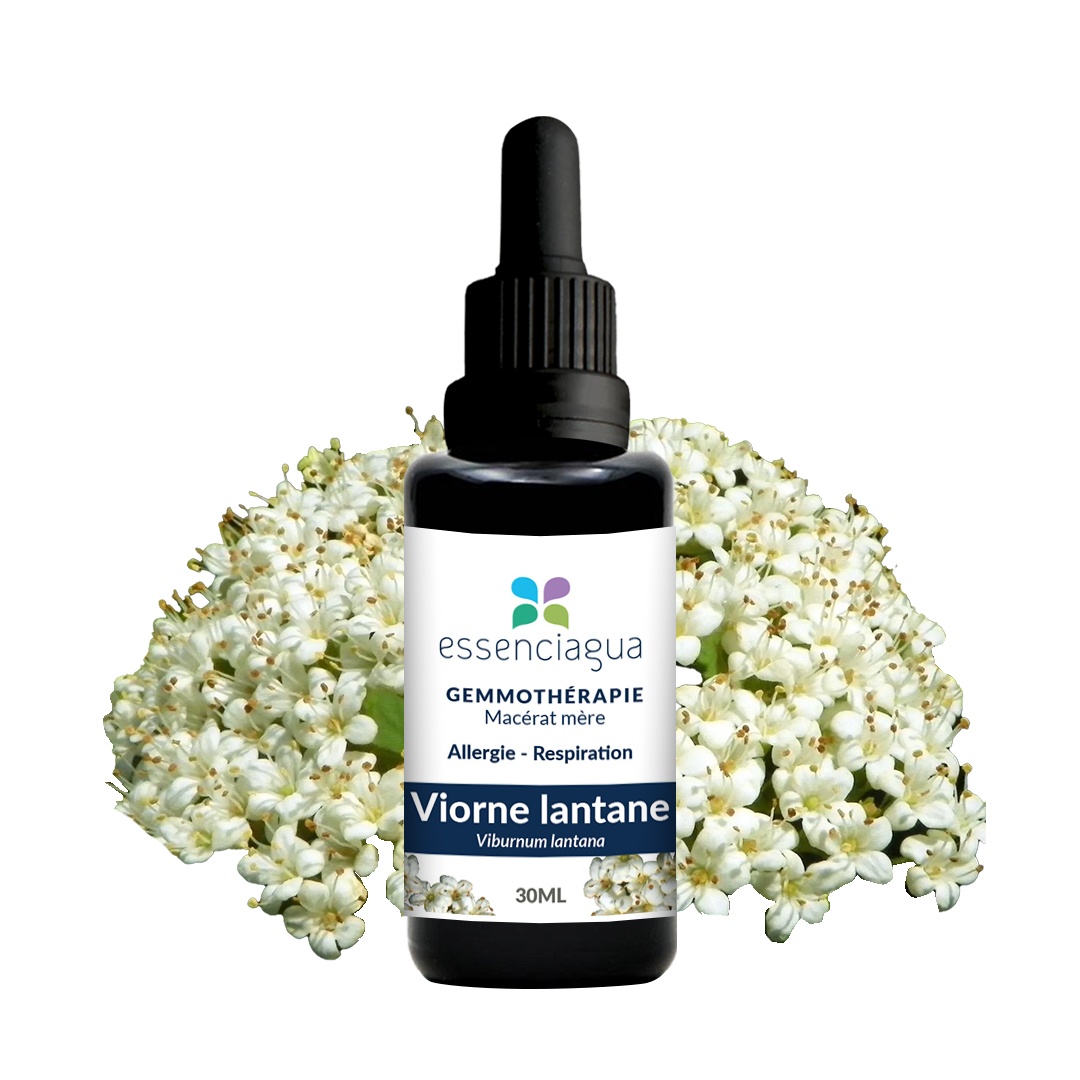 Biologisches Knospenmazerat Lantana-Horne 100% Bio und Handgemacht