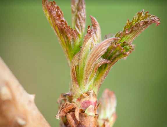 Himbeere (Knospe) — photo 3
