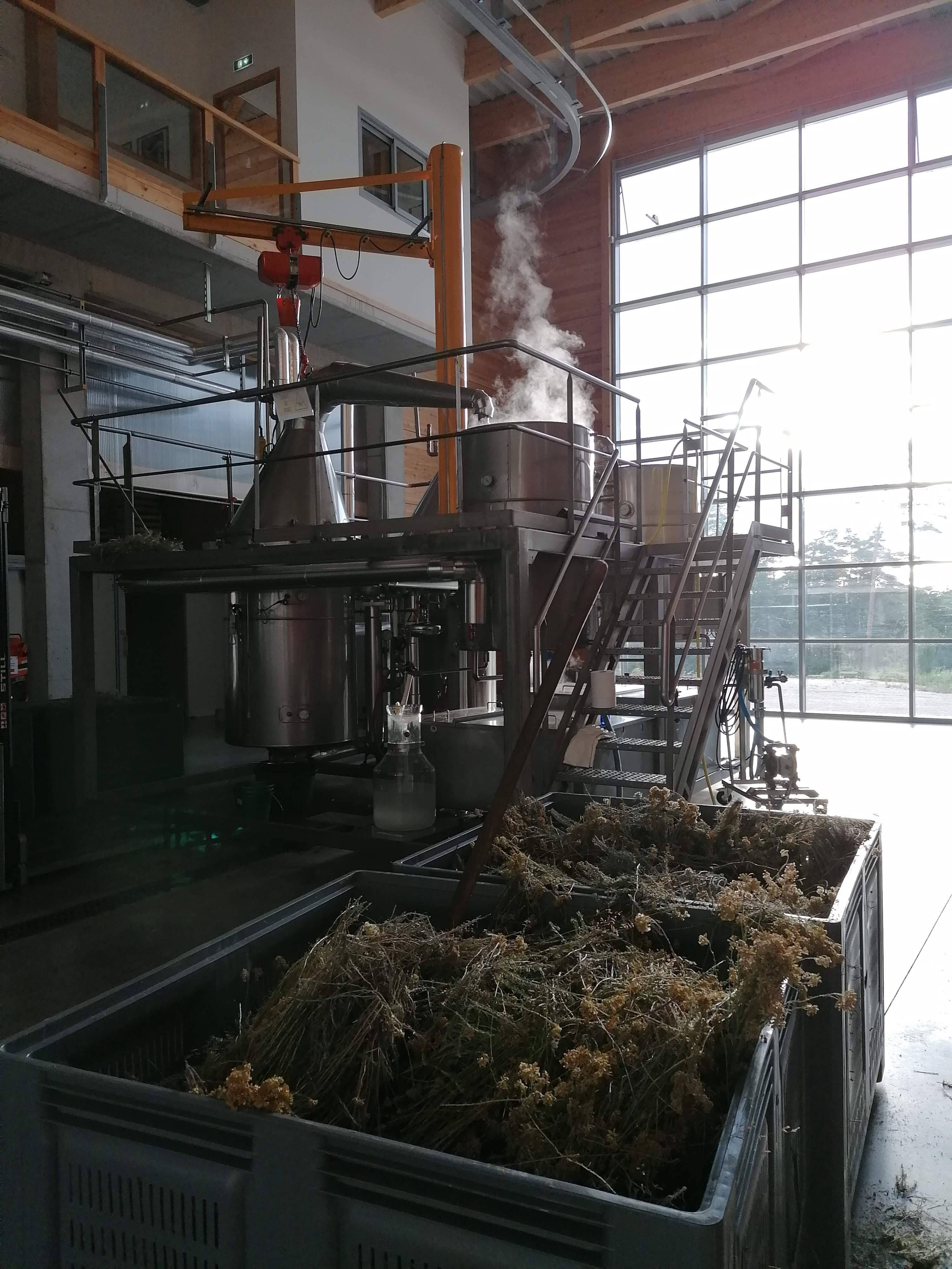 Die Destillation von Italienische Helichryse Immortelle