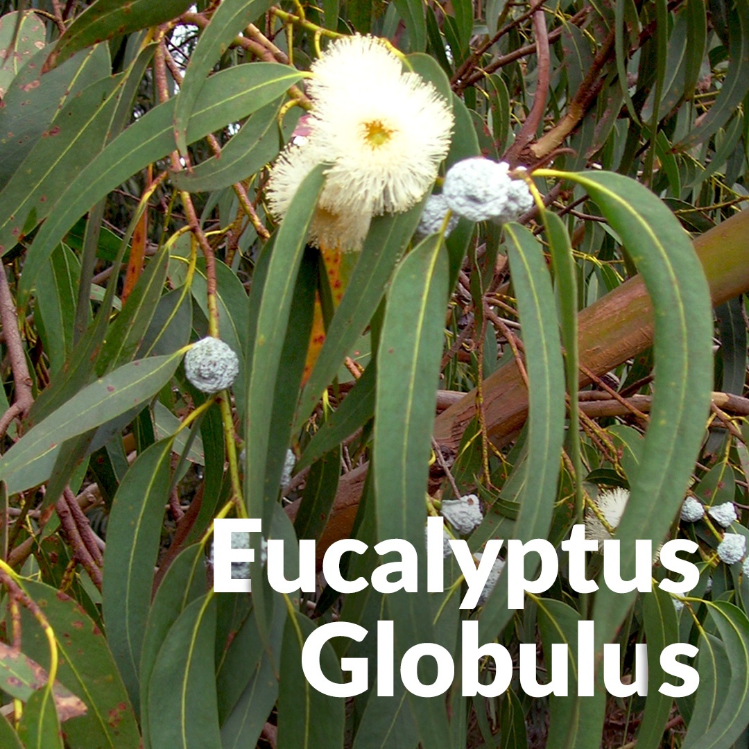 Eukalyptus globulus aus Andalusien