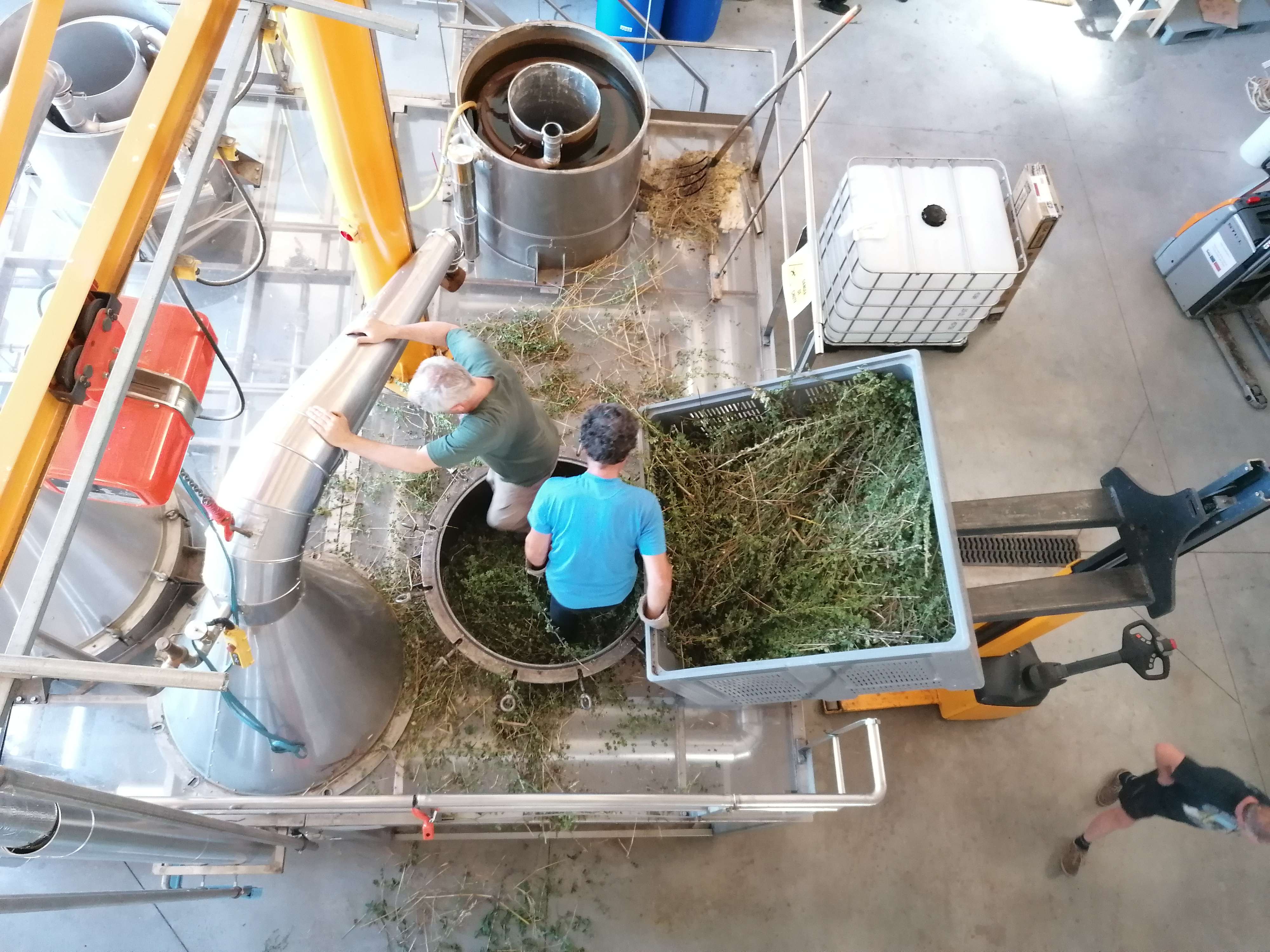 Die Destillation von Oregano