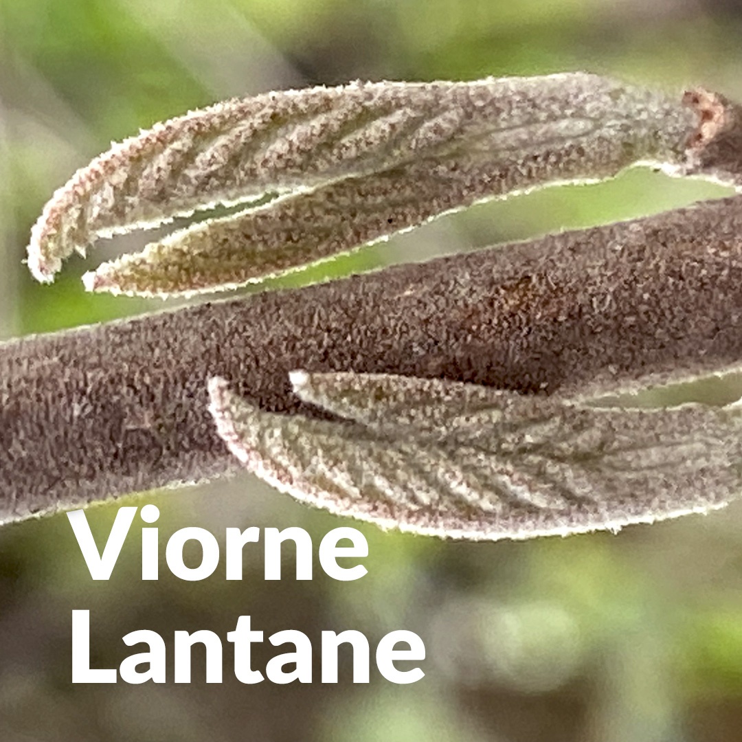 Lantana-Horne (Knospe)