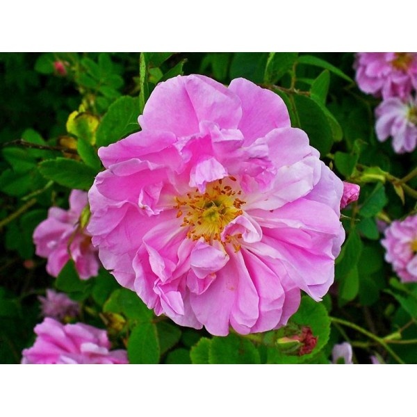 Damaszener-Rose — photo 3