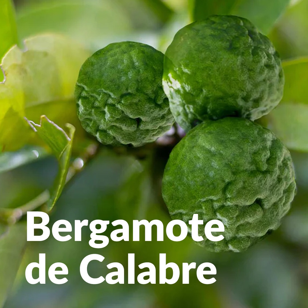 Bergamotte aus Kalabrien