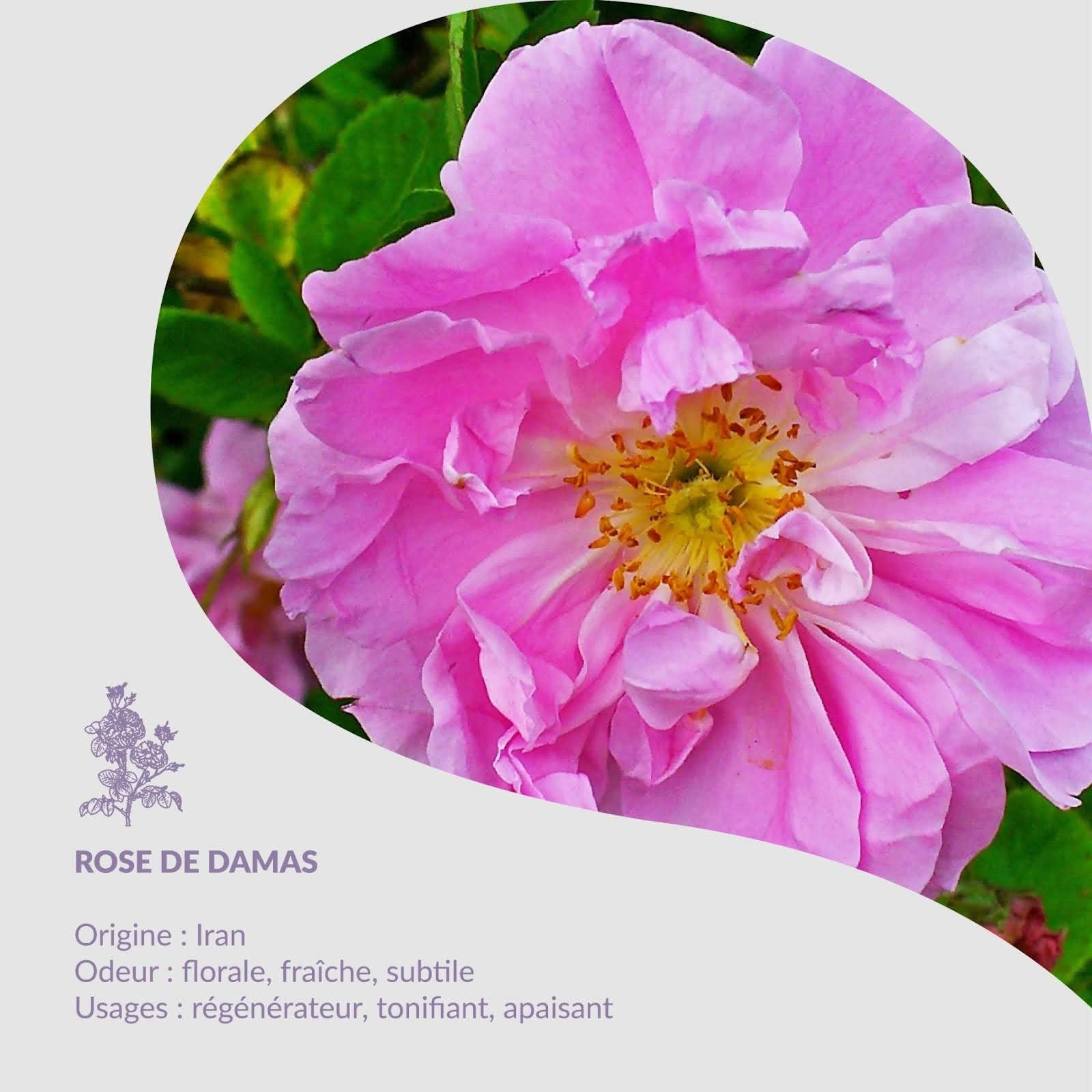 Pflanze des Monats - Rose