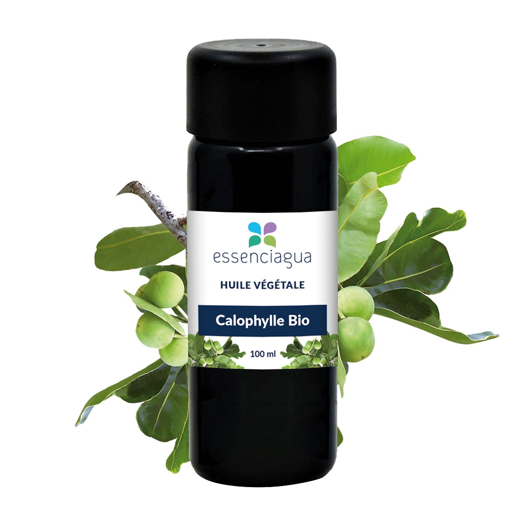 Pflanzliches Öl Calophyllum