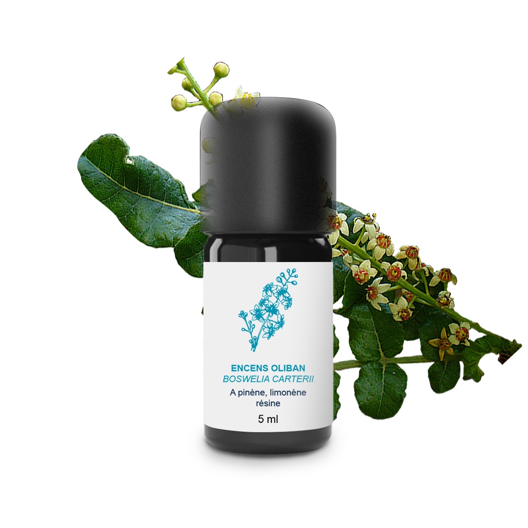 Ätherisches Olibanum-Weihrauchöl 100% Bio und handwerklich hergestellt