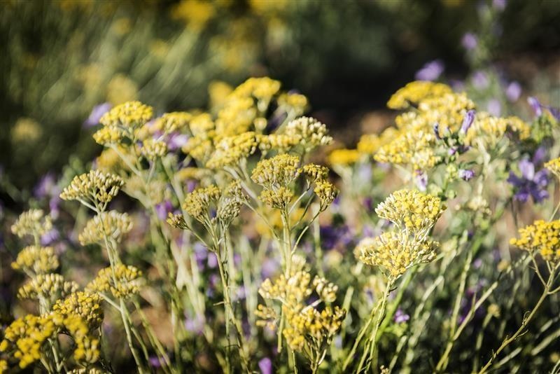 Italienische Helichryse Immortelle — photo 2