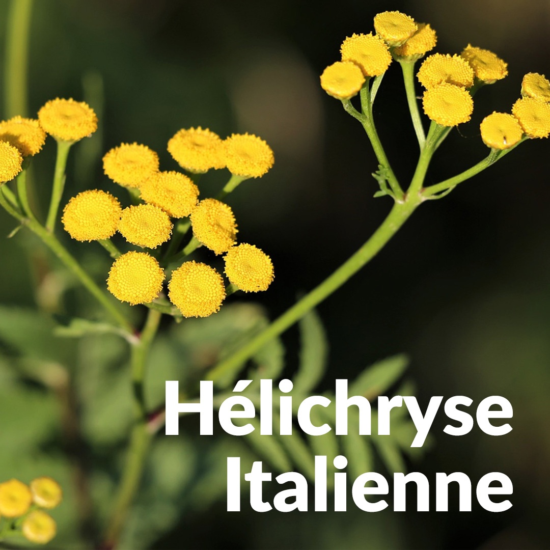 Italienische Helichryse Immortelle