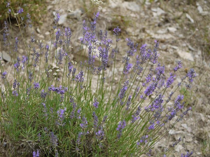 Feiner Lavendel aus der Höhe — photo 2
