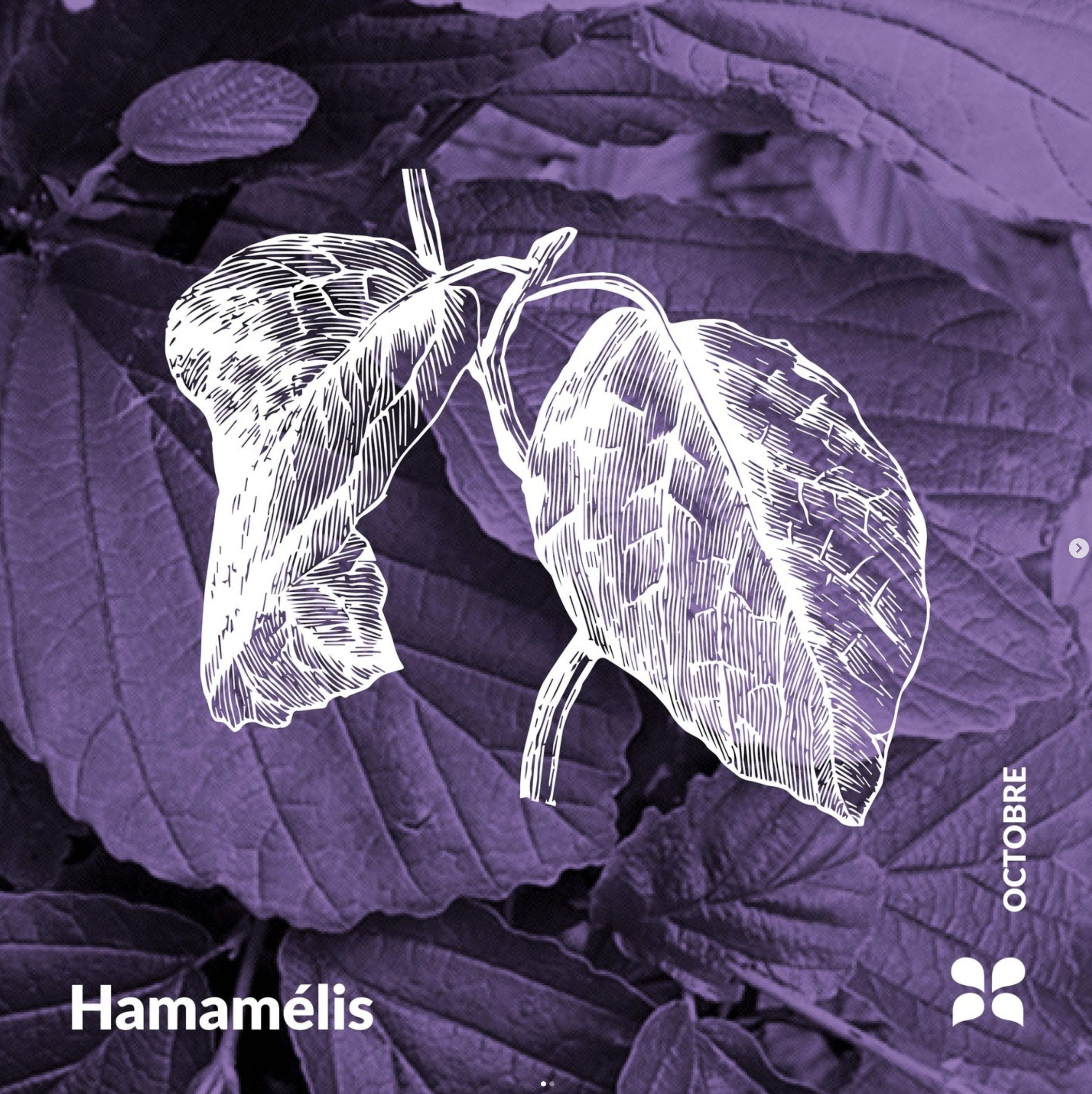 Decouvrez la distillation Hamamelis-Hydrolat 100% Bio und handwerklich hergestellt