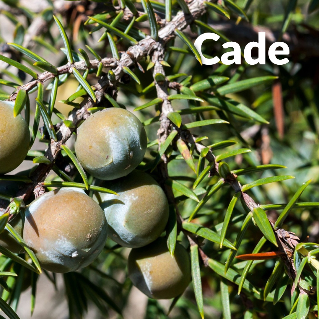 Cade