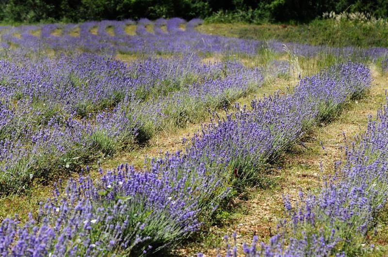 Lavendel officinale angustifolia aus Tarn — photo 2