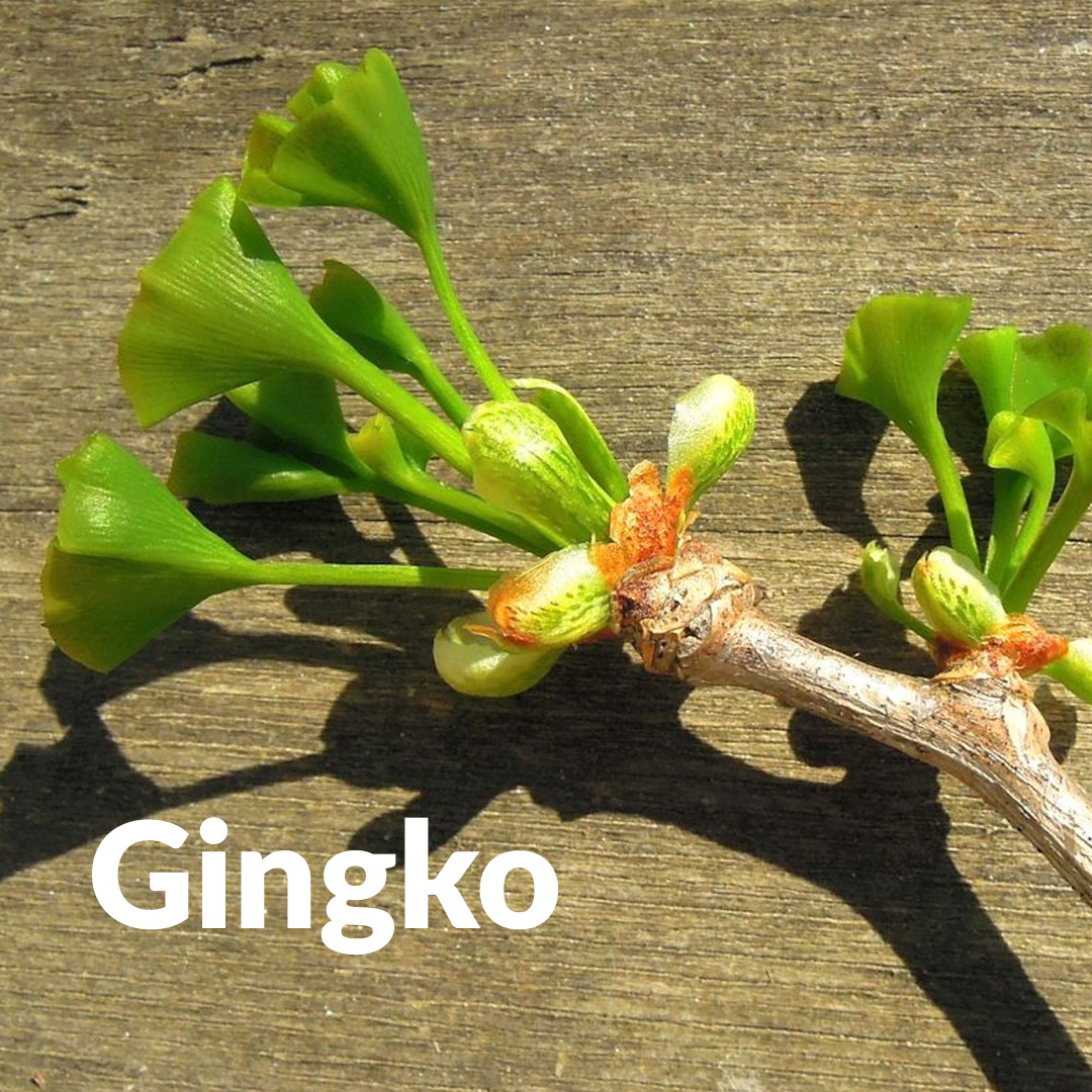 Ginkgo (Knospe)
