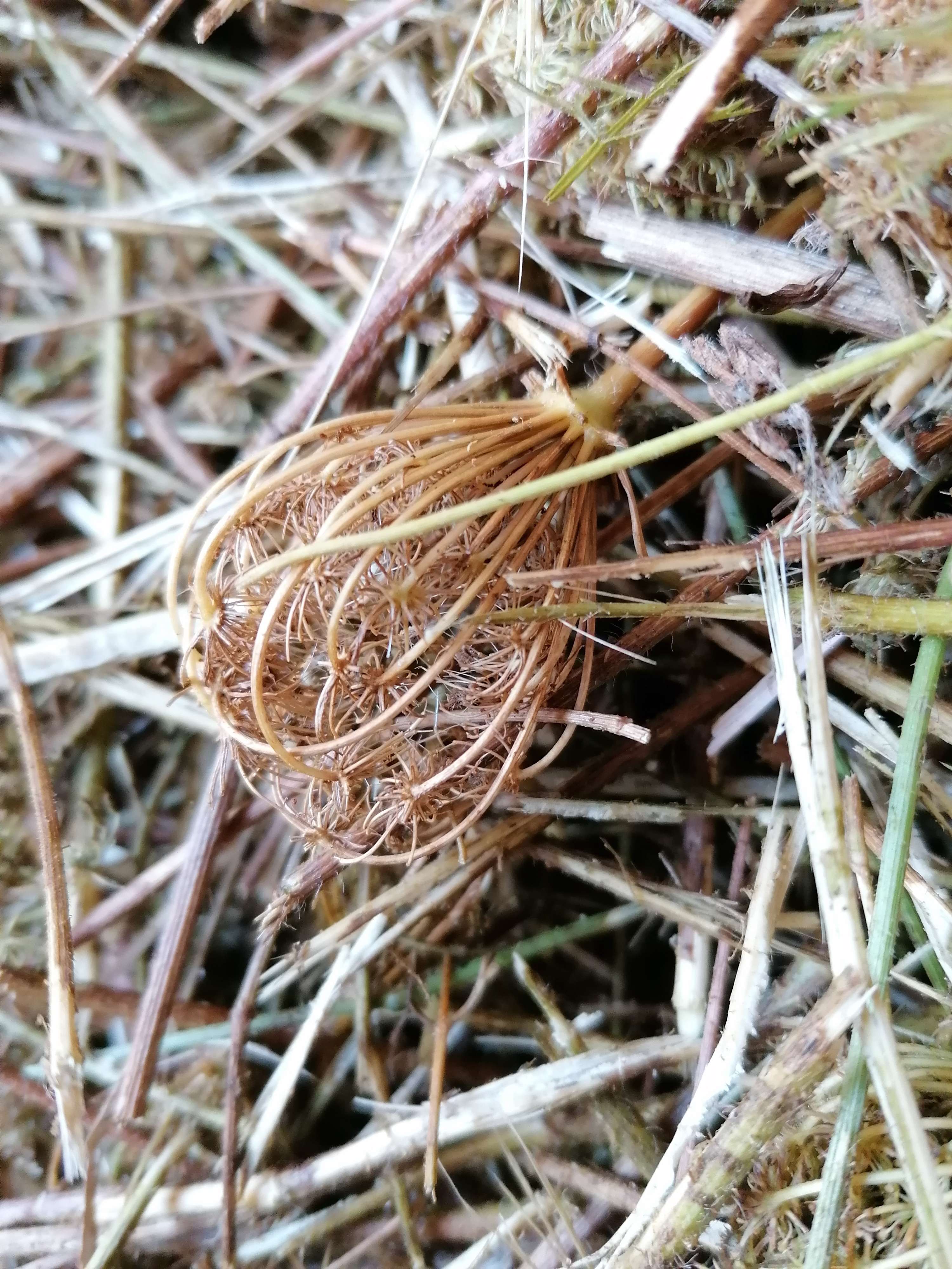 Decouvrez la distillation Hydrolat aus Wilder Karotte 100% Bio und handwerklich hergestellt
