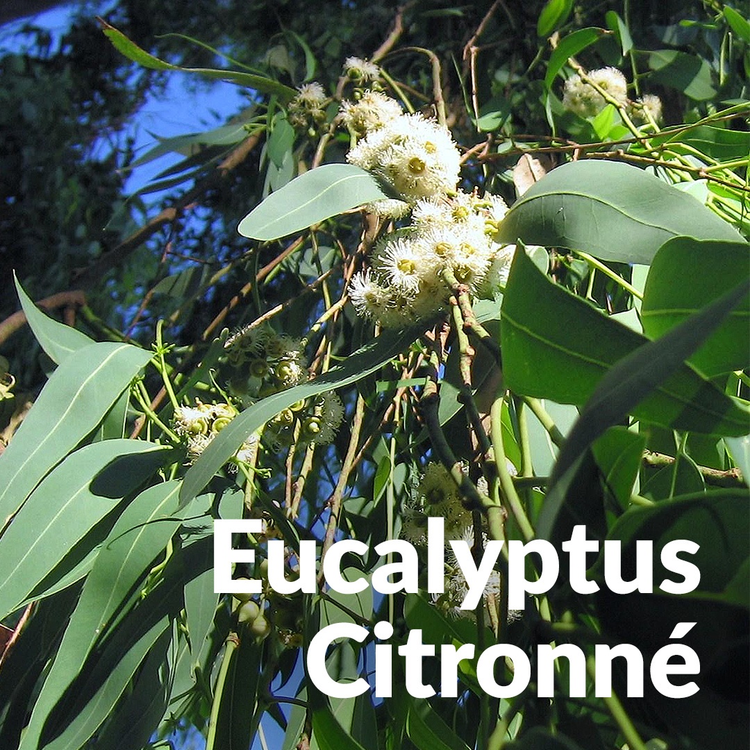 Zitronen-Eukalyptus