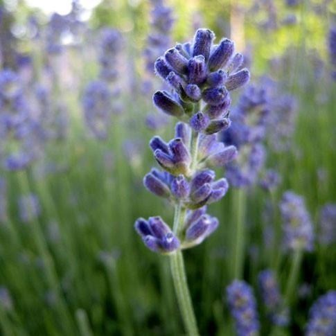 Feiner Lavendel aus der Höhe — photo 3