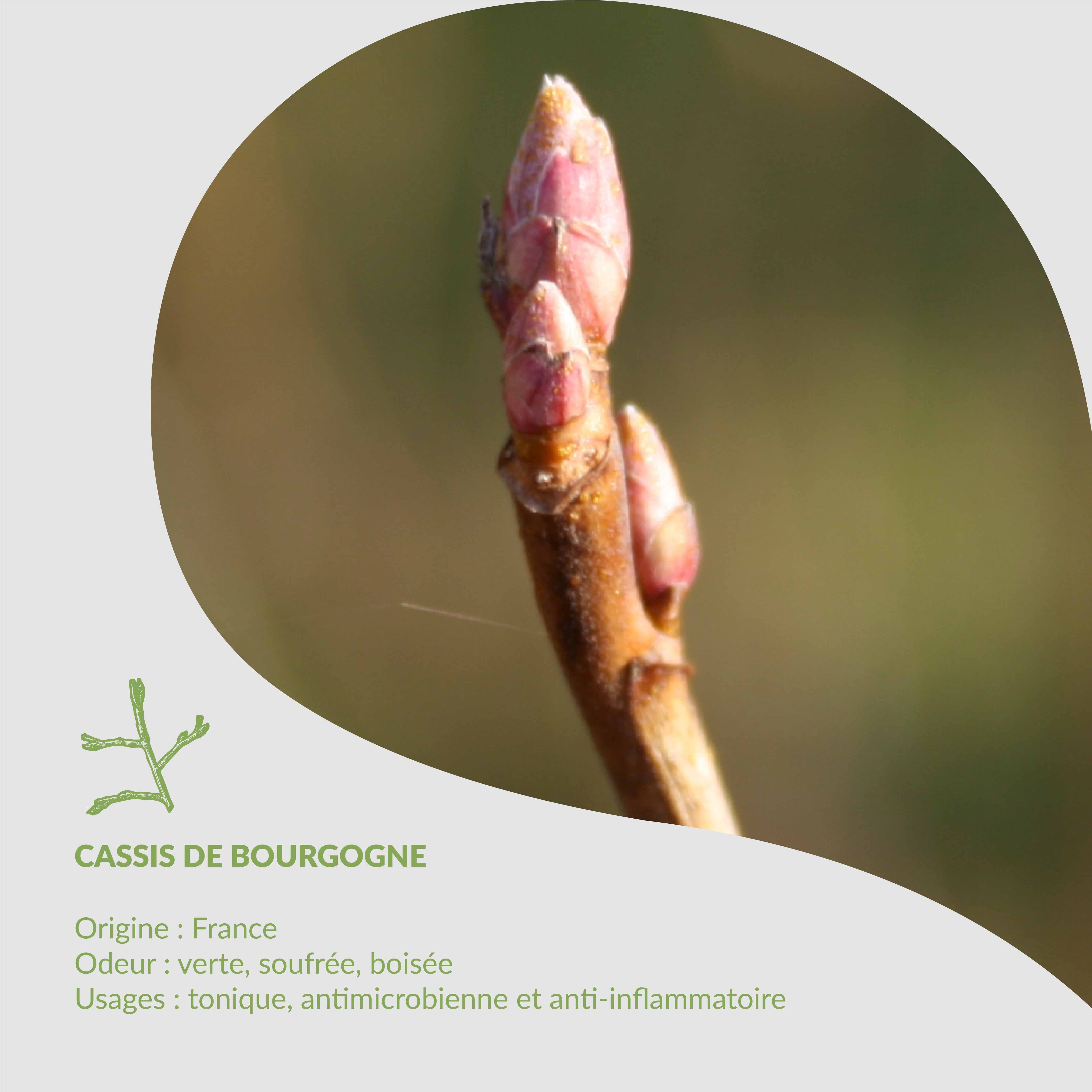 🌿Herbarium d'Essenciagua - Cassis de Bourgogne🌿