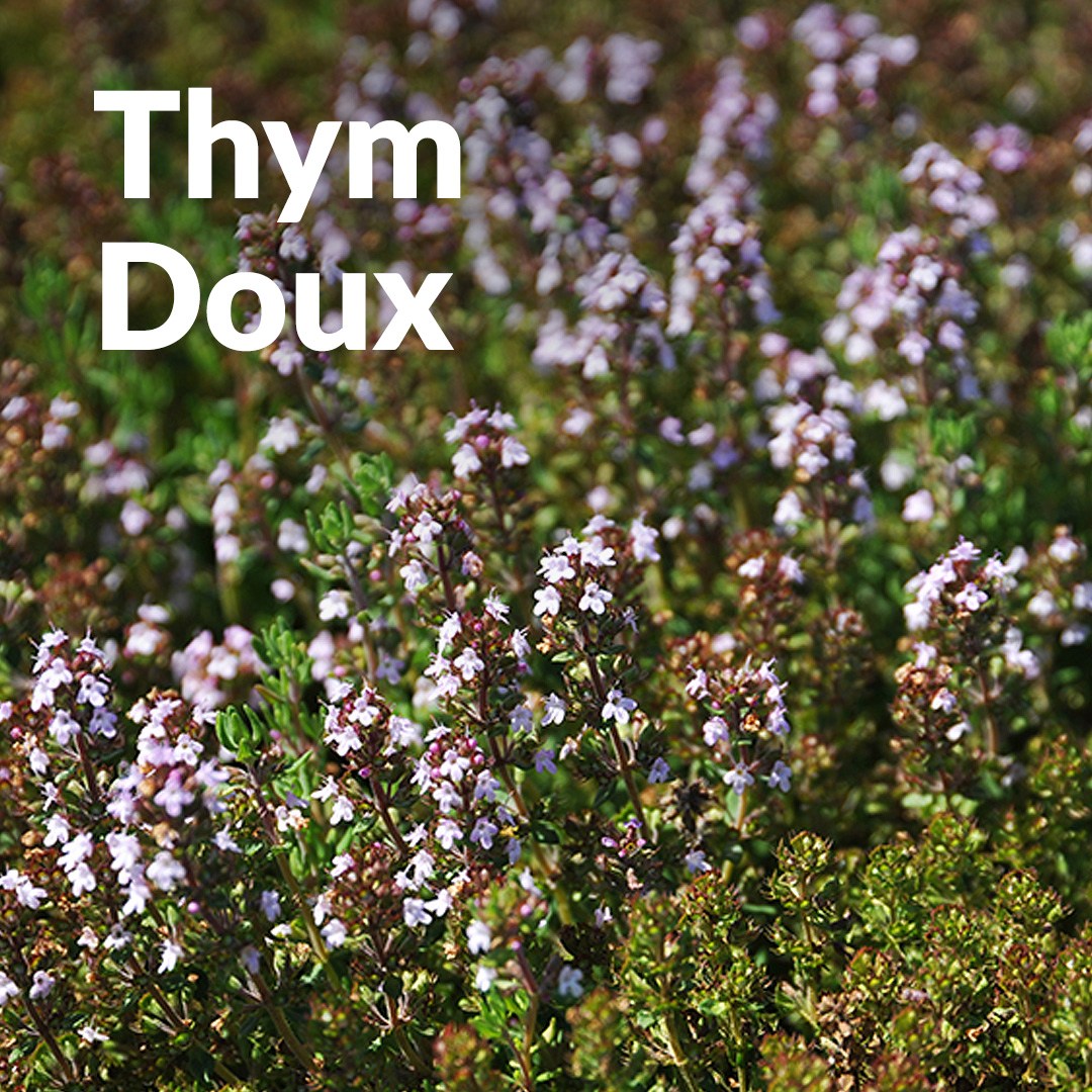 Süßer Thymian