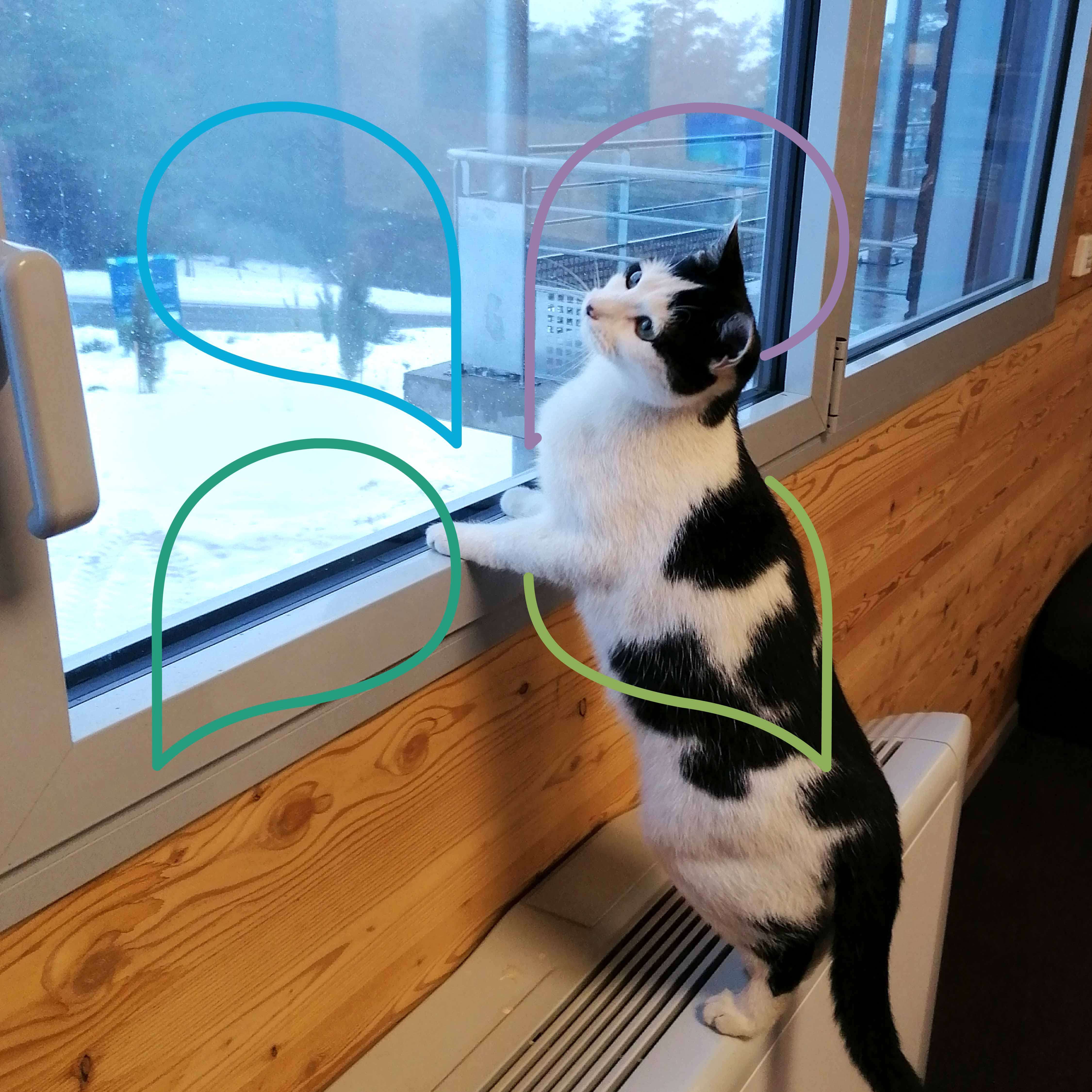 Die tägliche Grundpflege für Katzen